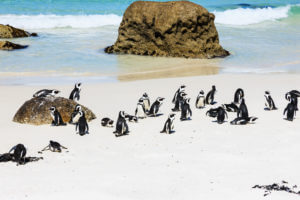 Boulders Beach